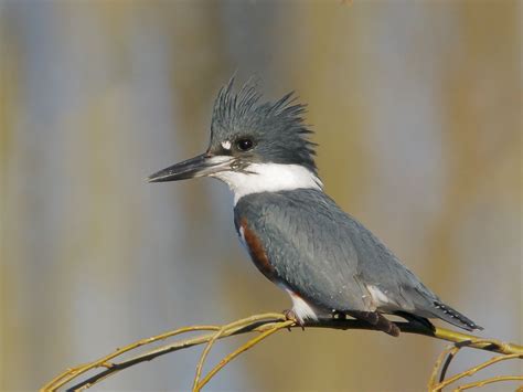 Beltedkingfisherp
