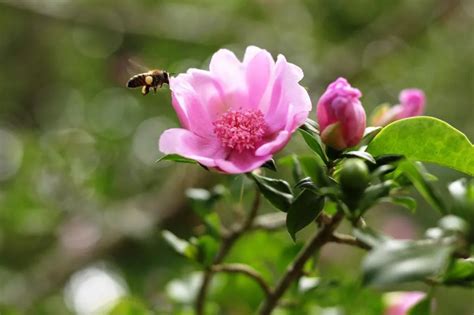 Lanzan proyecto para conservar y expandir la Rosa de Bayahíbe Acento