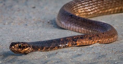 Coachwhip Snake Pictures - AZ Animals