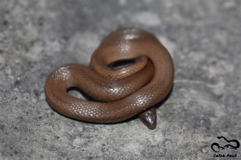 Rough Earthsnake A Guide To Snakes Of Southeast Texas Inaturalist