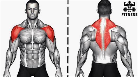 Back Muscle Builders Your Source For Back Strength Best Back Body