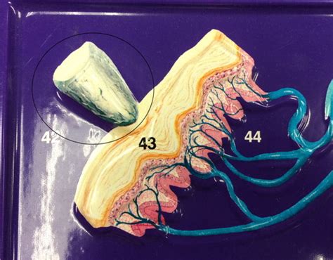 Spinal Reflex The Twelve Cranial Nerves Purple Nervous System