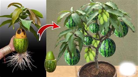 Great Technique For Grafting Mango Tree And Watermelon Fruit At Home