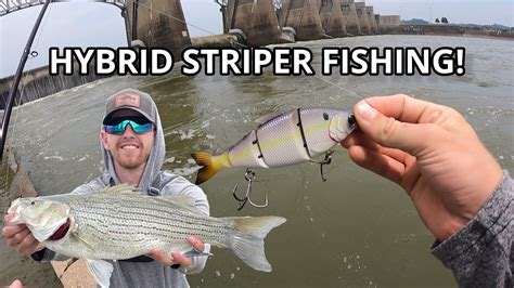 West Virginia STRIPER Fishing HYBRID STRIPER On Swimbaits And