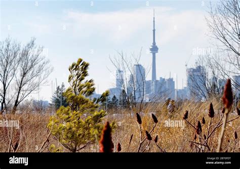 Unrecognized couple cycling in waterfront with Toronto waterfront ...