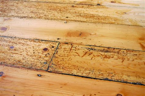 4 Tips That Will Help You Get Rid Of Wood Flooring Gaps ESB Flooring