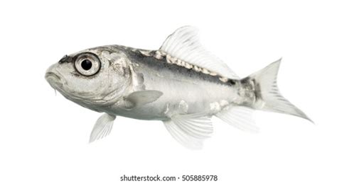 135 Koi Fish Side View Images, Stock Photos & Vectors | Shutterstock