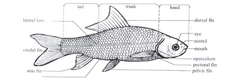 External Morphology Of Labeo Rohita Hive