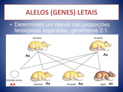 O Que é Um Gene Recessivo