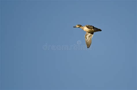 Green-Winged Teal Flying in a Blue Sky Stock Image - Image of soaring ...