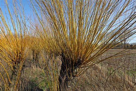 Osier Willow Hedging Salix Viminalis Harrods Outdoor