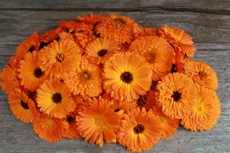 Gratis Billeder Kronblad Buket For R Gerbera Blomster