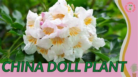 China Doll Plant Information And Growing Tips Radermachera Sinica