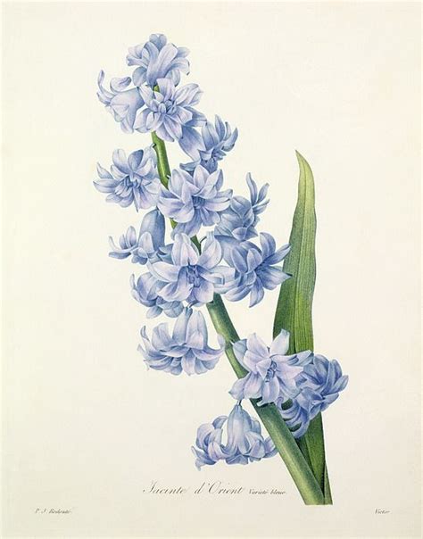 Hyacinth By Pierre Joseph Redoute Botanical Prints Flower Art