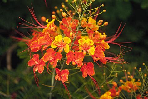 Mexican Bird Of Paradise Photograph By Buddy Mays Pixels