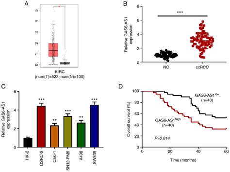 GAS6 AS1 Is Highly Expressed In CcRCC Tissues And Cells A Analysis