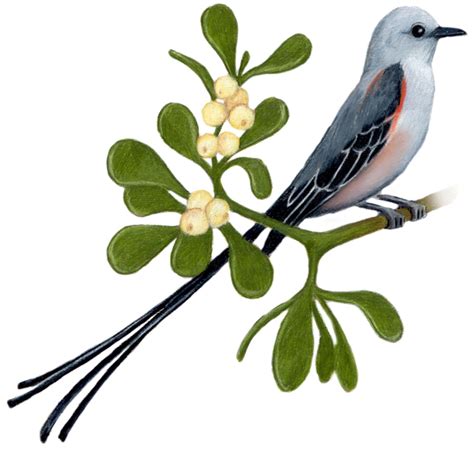 Oklahoma State Bird and Flower Scissor-Tailed Flycatcher / Muscivora ...