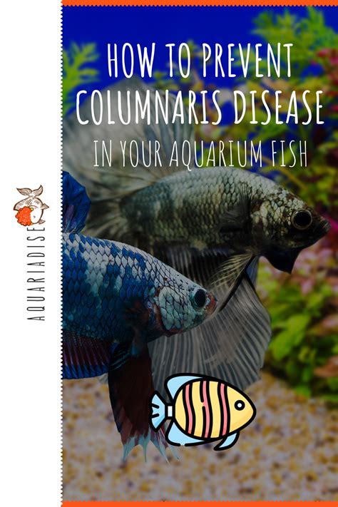 How to Prevent Columnaris Disease In Your Aquarium Fish