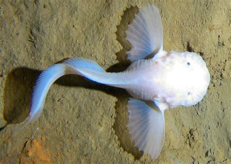 Deepest-dwelling fish video: Footage of snailfish in Mariana Trench (VIDEO).