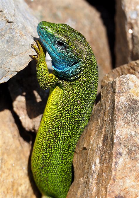 Western Green Lizard Animal Free Photo On Pixabay Pixabay