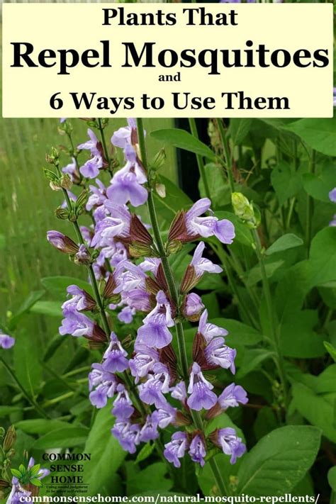 Natural Mosquito Repellents That Work Plants That Repel Mosquitoes