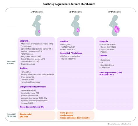 ¿cuándo Se Realizan Las Pruebas Durante El Embarazo Semana A Semana