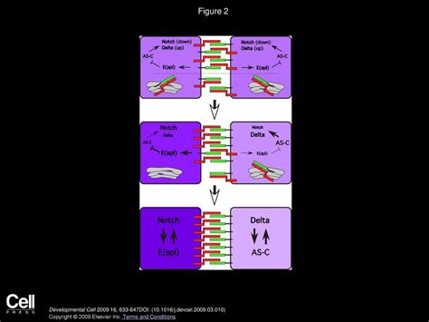 Notch Signaling The Core Pathway And Its Posttranslational Regulation