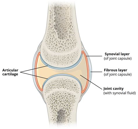 Labeled Diagram Of Synovial Joint