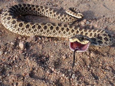 Colorado Snakes Western Hognose (Heterodon nasicus) - Colorado Herping