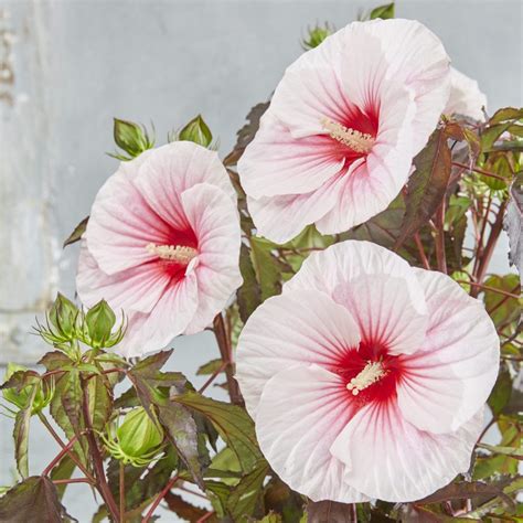 Hibiscus Moscheutos Carousel Pink Candy Vitro Westland