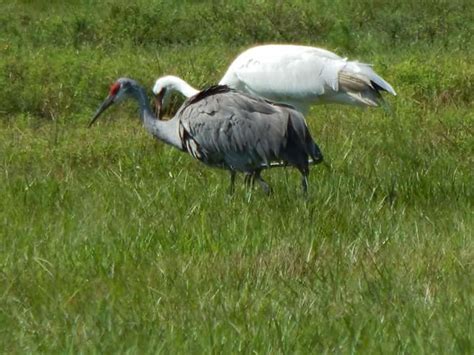 Sandhill Crane And Whooping Crane Researchers Surveyed 12 Flickr