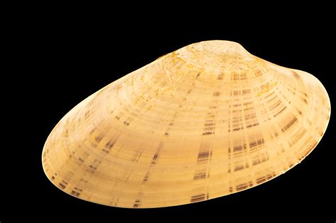 Sunray Venus Clam Macrocallista Nimbosa Joel Sartore