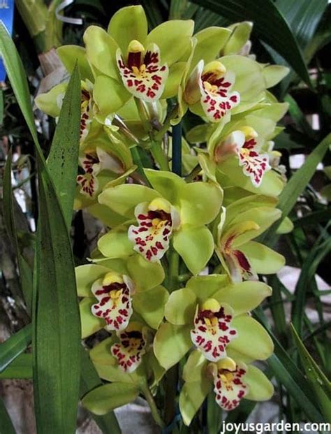 How To Take Care Of Cymbidium Orchids Marchprocedure