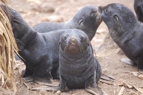 South American Fur Seal Pups [image] Eurekalert Science News Releases