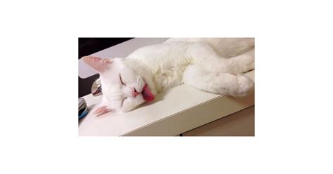 Cat With Ugly Sleeping Face | POPSUGAR Pets