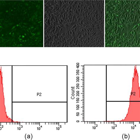 Pdf Rapid Establishment Of A Hek 293 Cell Line Expressing Fviii Bdd