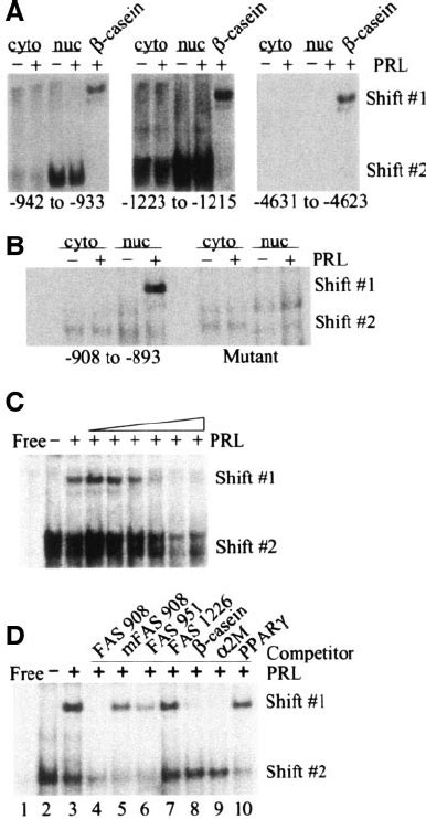 Prl Stimulates Binding Of Nuclear Proteins To The To Site