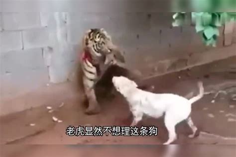 比特犬挑衅老虎，结果被猛虎一招锁喉