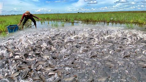 Unbelievable A Lots Of Catch Monster Fish On The Road After Rainy By