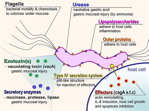 Virulence Factors Of Bacterial And Viral Pathogens Adhesion StoryMD