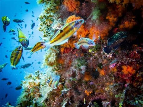 Plonger en Algérie les plus beaux sites de Méditerranée Different