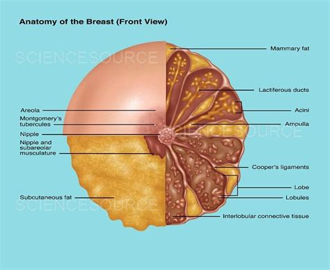 Photograph Breast Anatomy Illustration Science Source Images