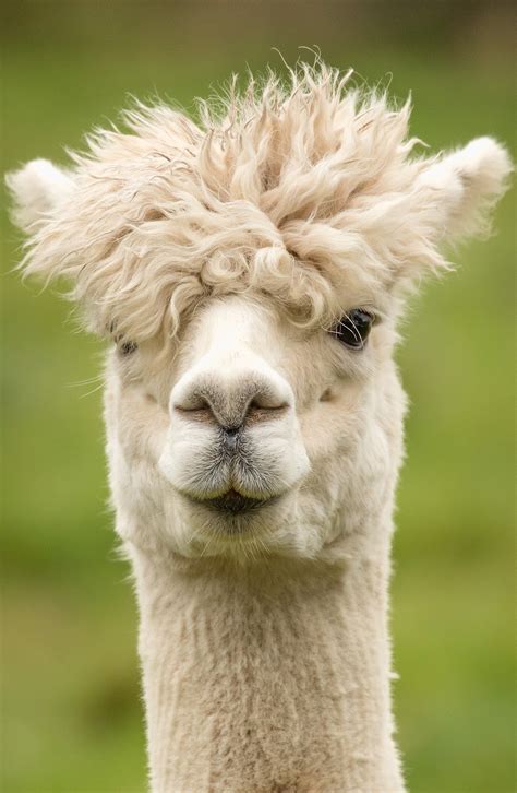 Alpaca fancy head hair style - About Wild Animals