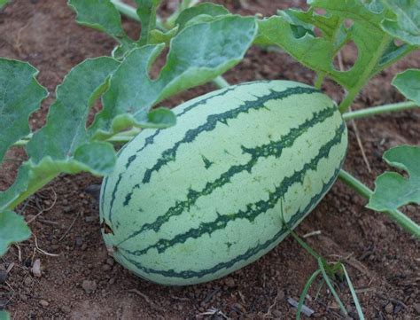 Best Companion Plants For Watermelons Grow Food At Home