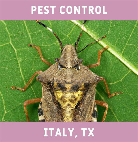 Pest Control Italy Tx Exterminator