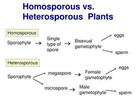 Exam 3 Review : Plants (Campbell) Flashcards | Quizlet