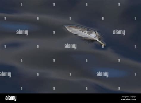 Pluma Flotante Del águila Calva Fotografías E Imágenes De Alta