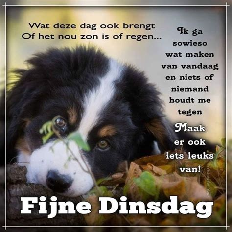 Pin Van Brigitte Berden Op Dagen Vdw Fijne Dinsdag Dinsdag Honden