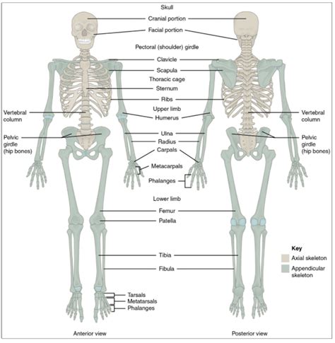 10 8 Divisions Of The Skeletal System Sbv Fundamentals Of Anatomy And Physiology