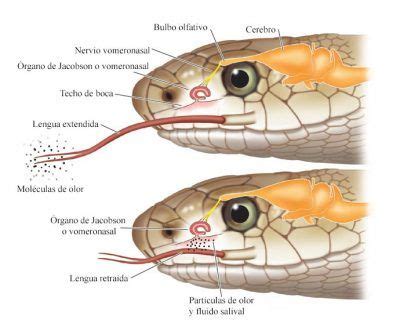 Órgano de Jacobson u órgano vomeronasal de la serpiente